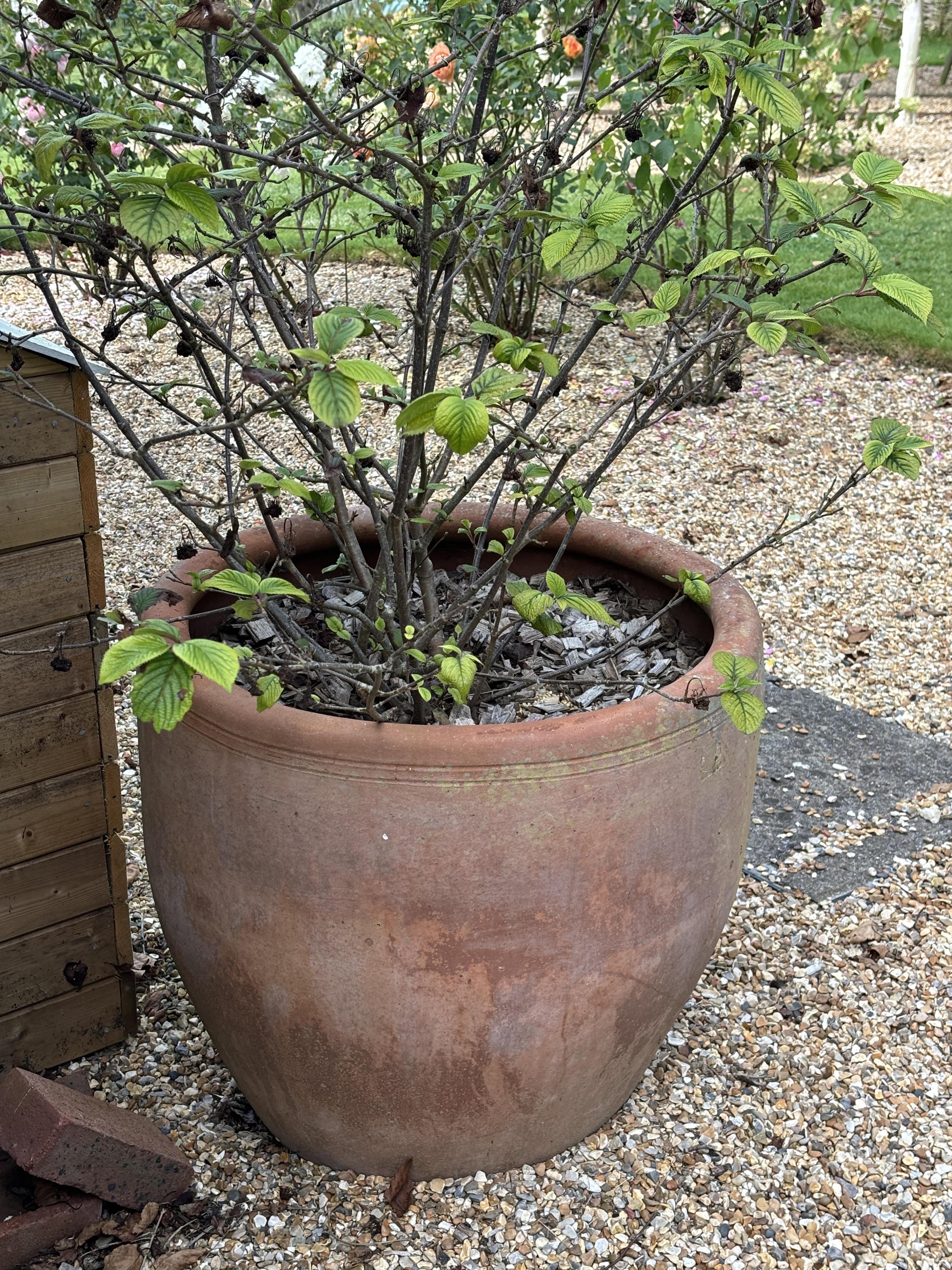 A pair of large terracotta planters, height 72cm, width 62cm. planting removed. Condition - weathered, otherwise good